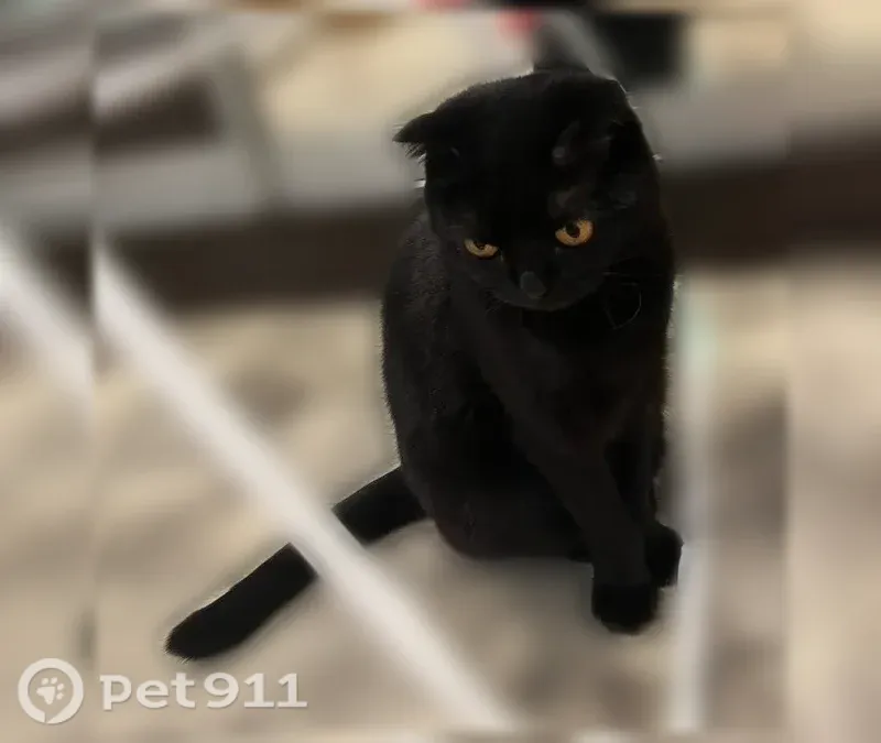Пропала кошка, Иваново, 2-я Челышева, д. 21 — чёрная, дикая - photo