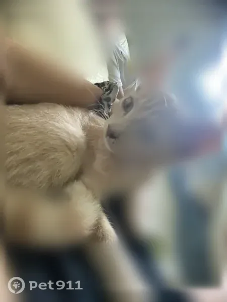 Пропала кошка, Тимашевск, Западная, д. 19, Тимашевск — котёнок отзывается на имя Кит - photo