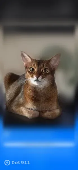 Пропала кошка, Сыктывкар, Старовского, д. 1 — откликается на имя Рич - photo