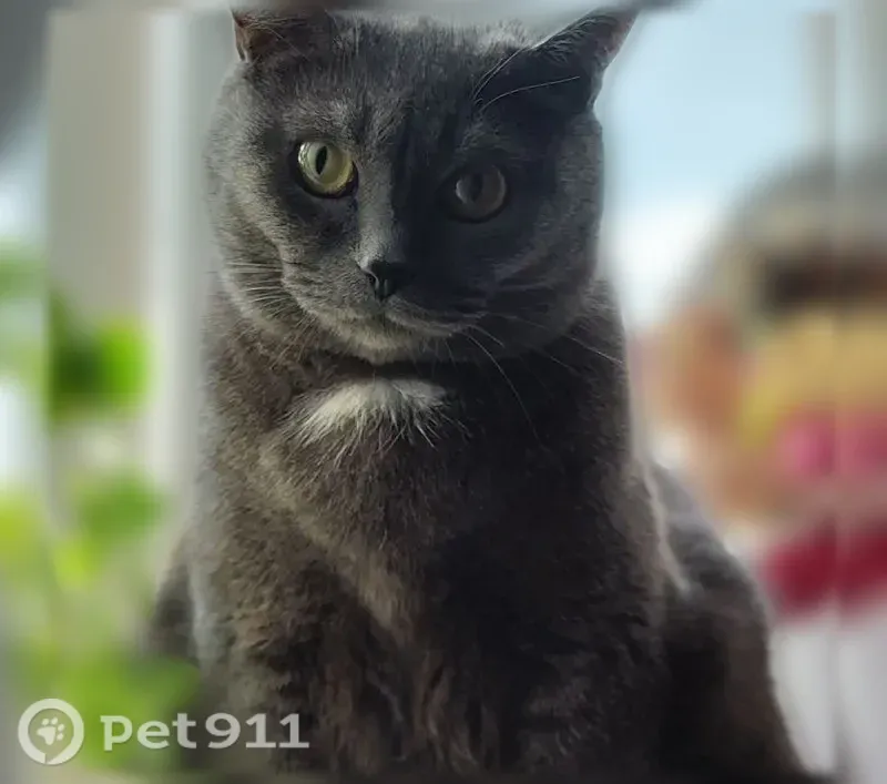 Пропала кошка, Муравленко, Ленина, д. 103 — дымчатый окрас, белое пятнышко на груди и животе - photo