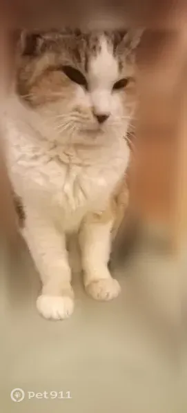 Кошка ищет дом, Вырица - photo
