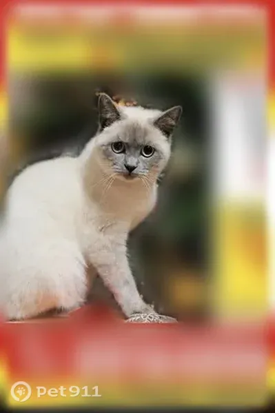 Пропала кошка, Анапа, Эллинский, д. 27 — сиамский окрас, бледно-голубые глаза - photo