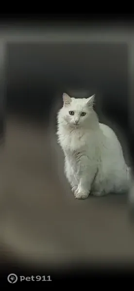 Пропала кошка, Район Октябрьский (г Уфа), Октября, д. 70/1, Уфа — белый пушистый ангорский котик с царапкой на подбородке - photo
