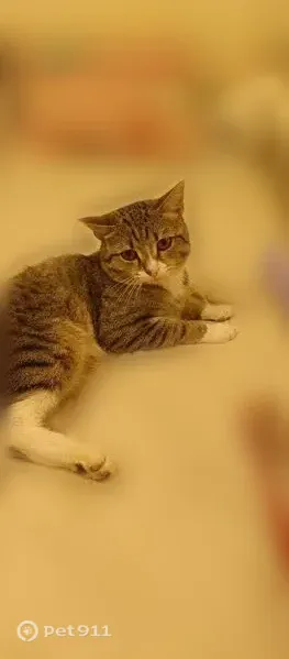 Пропала кошка, Охотская, Прокопьевск — молодой котик Сеня - photo