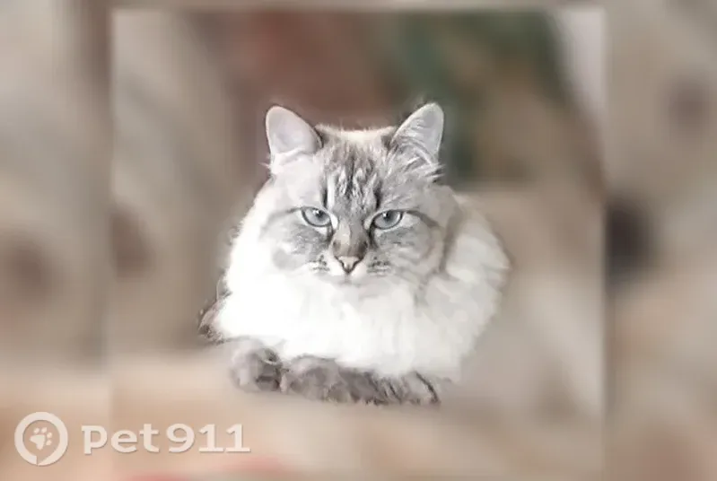 Пропала кошка, Калуга, Октябрьская, д. 6 — пушистая, в красном ошейнике - photo