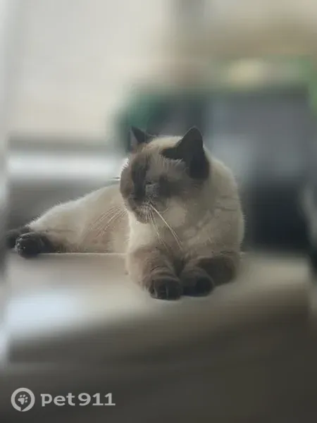 Пропала кошка, Ярославль, Колышкина, д. 62 3 — домашний кот, боится людей - photo