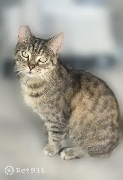 Кошка ищет дом, Красное Село, Ленина, Красное Село — ласковая, нет одной задней лапки - photo