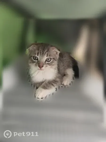Кошка ищет дом, Скопин — ласковые котята, любят влажный корм и молоко - photo