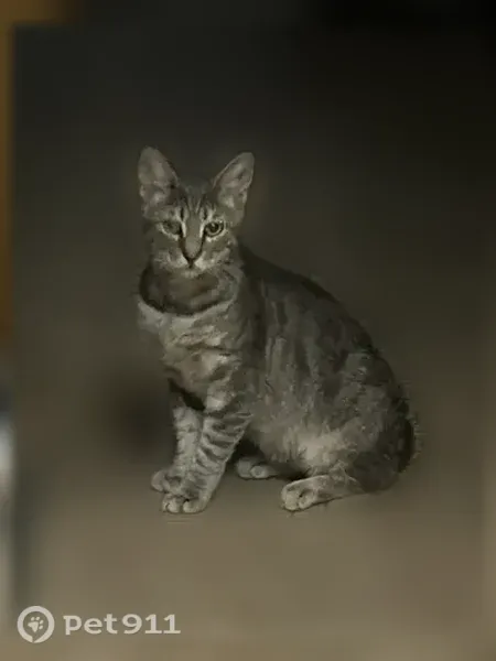 Пропала кошка, Набережная, Темрюк — котик 1,5 года, правый глаз после травмы - photo