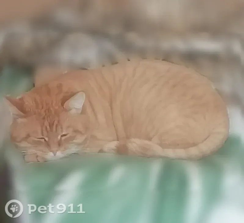 Пропала кошка, Карякинская, Рыбинск — рыжая, недавно подстрижена - photo