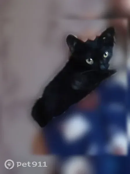 Кошка ищет дом, Мыски, Томусинская, д. 30 — котёнок 2 месяца, приучен к лотку - photo