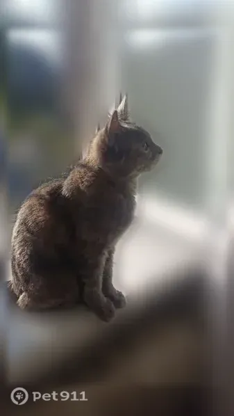 Пропала кошка, Находка, 25 Октября, д. 6, Находка — трёхцветная, похожа на котёнка - photo