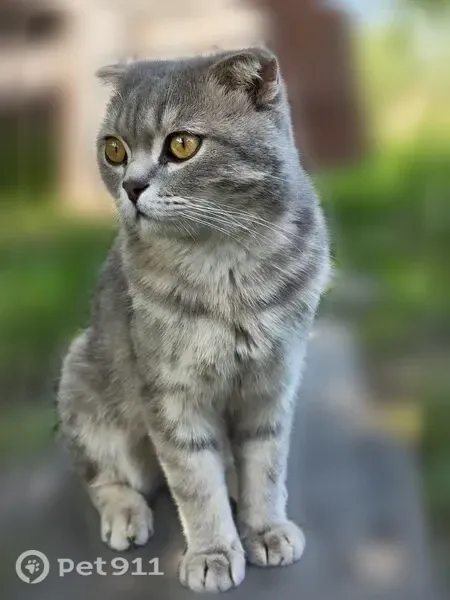 Пропала кошка, Пенза, Заливная, д. 8 — кот Мурзик, не вернулся ночью 10 августа - photo
