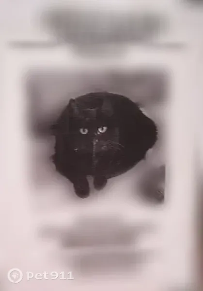 Пропала кошка, Профсоюзная, Подольск — чёрная кошечка Маруся - photo