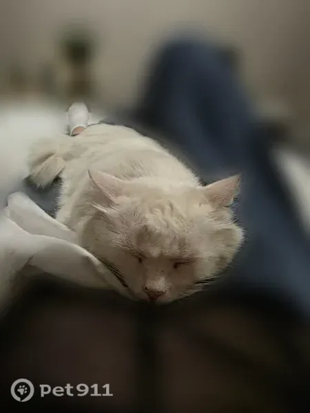 Пропала кошка, Народная, Хабаровск — взрослый кот, возможны ссадины в районе лица - photo