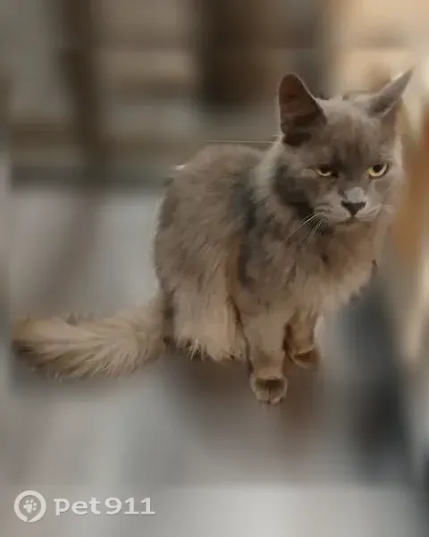 Кошка ищет дом, Тейково — кот очень ласковый, контактный, ходит на лоток - photo