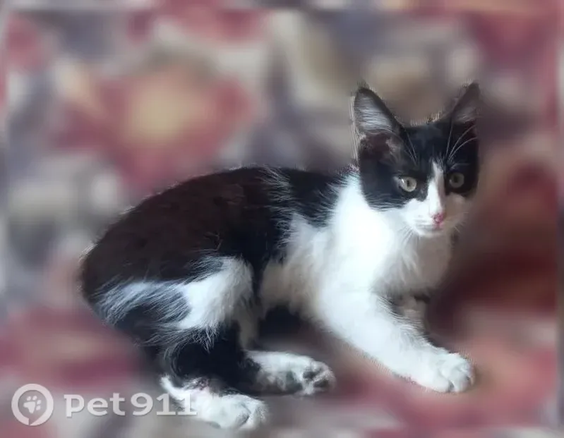 Пропала кошка, Советская, Богданович — повреждена задняя лапка - photo
