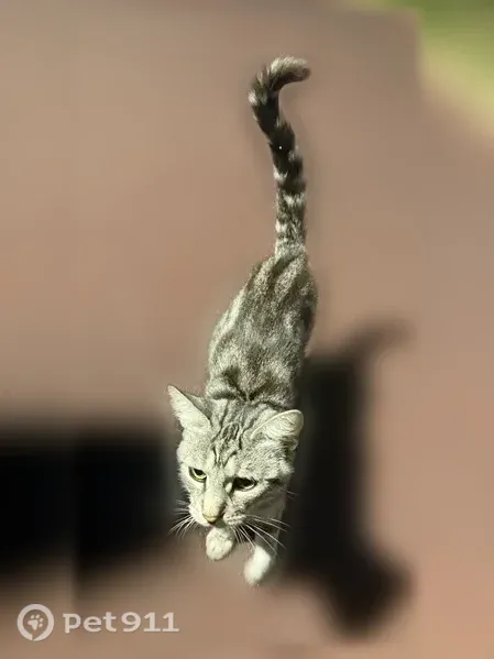 Найдена кошка, Симферополь, Караманова, д. 3 — очень ласковая, домашняя, ухоженная - photo