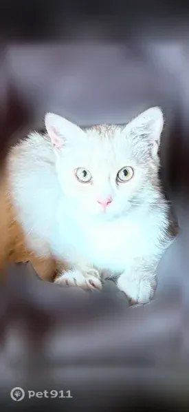 Пропала кошка, Невинномысск, Калинина — котёнку полгода - photo
