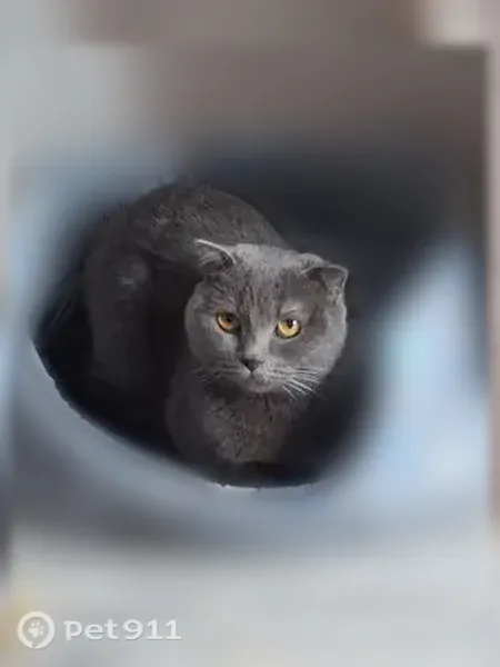 Пропала кошка, Камышин, 4-й, д. 38 — серый окрас, выпала с балкона - photo