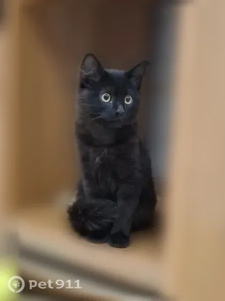 Найдена кошка, Ярославль — чёрная - photo