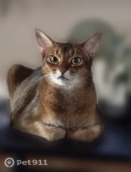 Пропала кошка, Сыктывкар, Старовского, д. 1 — нет одного клыка, знает имя Рич - photo