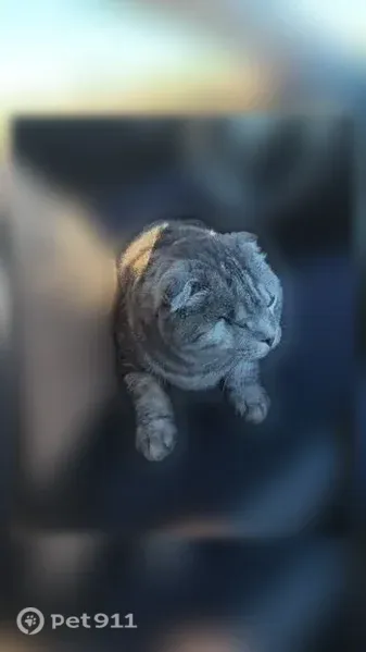 Пропала кошка, Феодосия, Федько, д. 1а, Феодосия — вислоухий шотландец, без правого глаза - photo