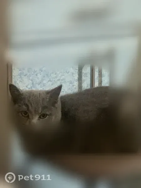 Пропала кошка, 2-я Листвянка, д. 24Б, Кызыл — полностью серая, откликается на кличку - photo