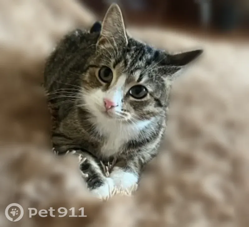 Пропала кошка, Луга, Свободы, Луга — кастрированный кот у ворот частного дома - photo