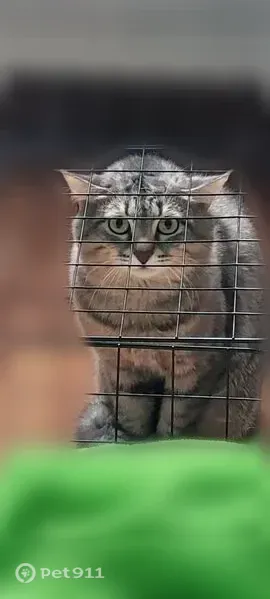 Найдена кошка, Челябинск, Хохрякова — молодой серый котик, напуган - photo