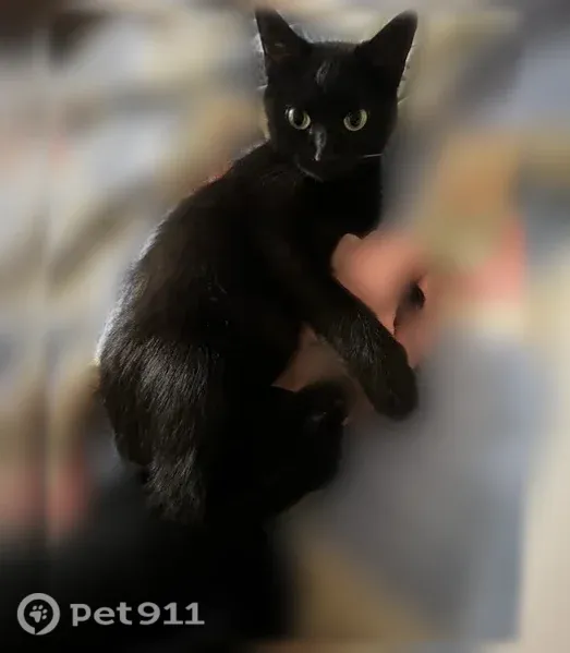 Пропала кошка, Иваново, Пролетарская, д. 2 — полностью чёрная, пугливая - photo