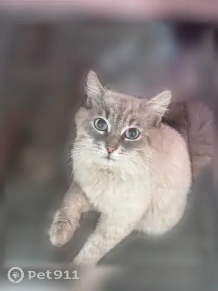 Пропала кошка, Белоусова, Ишим - photo