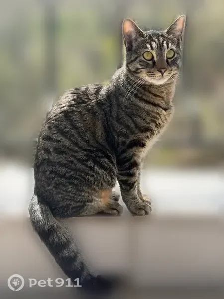 Пропала кошка, Село Мраморное — коту полтора года, кастрирован - photo