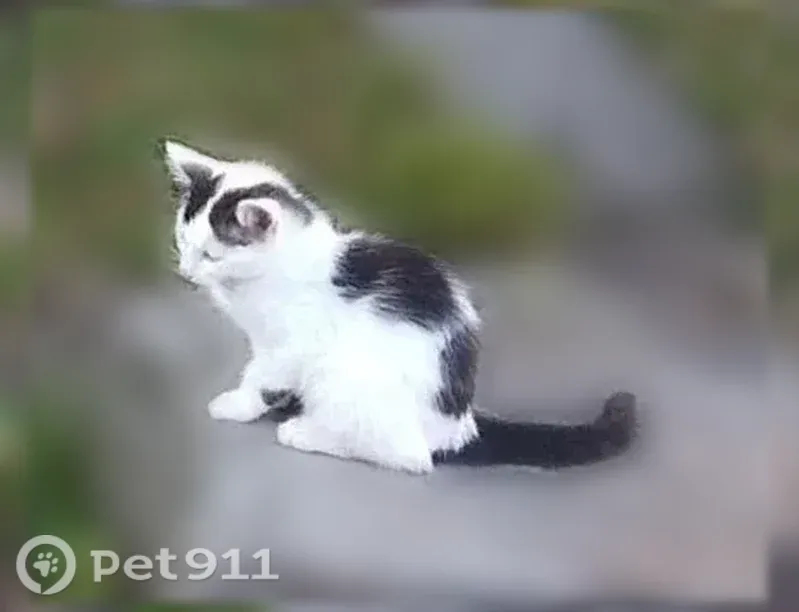 Пропала кошка, Суворов, Калинина, д. 24а, Суворов — бело-черный котик Кузя - photo