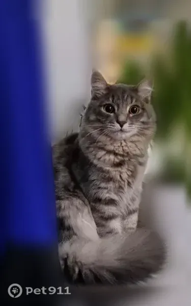 Пропала кошка, В.Высоцкого, д. 39, Новосибирск — длинношёрстная с серой шерстью и белым пятном на голове - photo