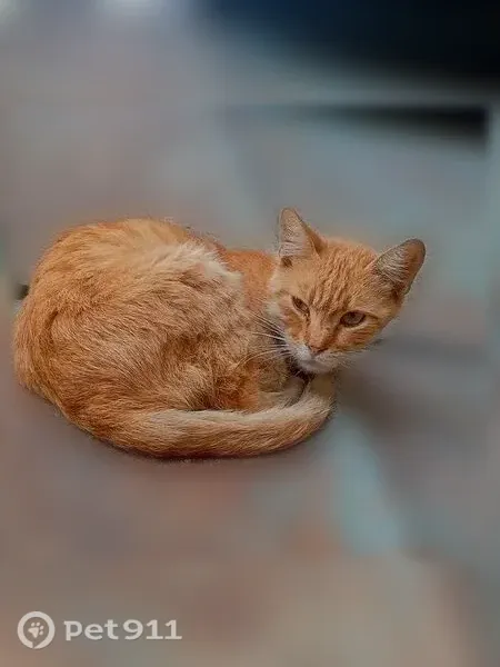 Найдена кошка, Содружества, Ростов-на-Дону - photo