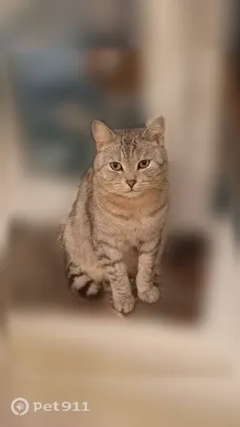Пропала кошка, Владимир — серый, зовут Василий - photo