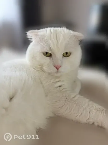 Пропала кошка, Деревня Коржавино, Рублевая, Коржавино — белый - photo