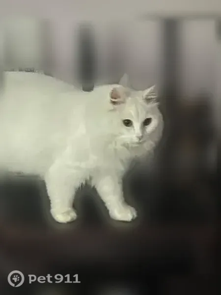Пропала кошка, д. Нудоль, Клин — глухой белый кот - photo