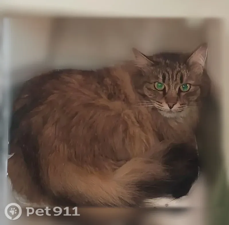 Пропала кошка, Люберцы, Урицкого, д. 5 — зелёные глаза, бежево-коричневая шерсть - photo