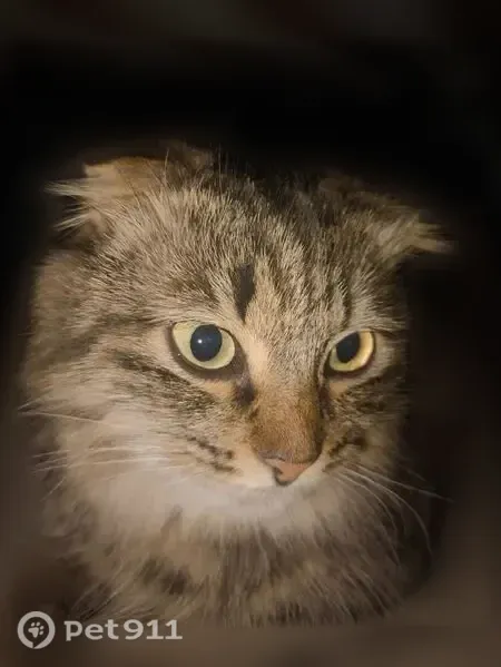 Пропала кошка, Астрахань, Яблочкова, д. 21 — коричневая, маленького размера, длинношёрстная - photo