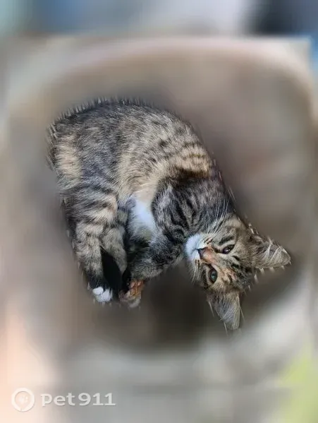 Пропала кошка, Район Автозаводский, Нижний Новгород — котёнок, мяучит - photo