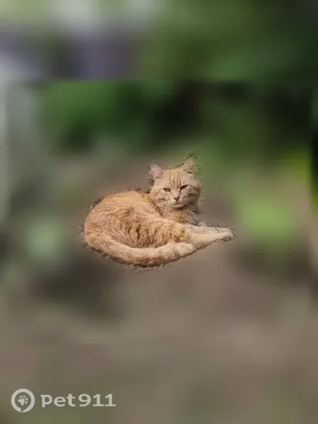 Пропала кошка, Иваново, Косякова, д. 7 — подволакивает заднюю левую лапу - photo
