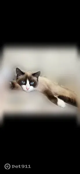 Пропала кошка, Тверь, Волоколамский, д. 12 — колор-пойнт, голубые глаза, пушистая - photo