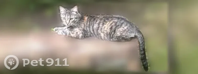 Пропала кошка, ул. Камская, д.8/90, Санкт-Петербург — серый окрас, вытянутая мордочка - photo