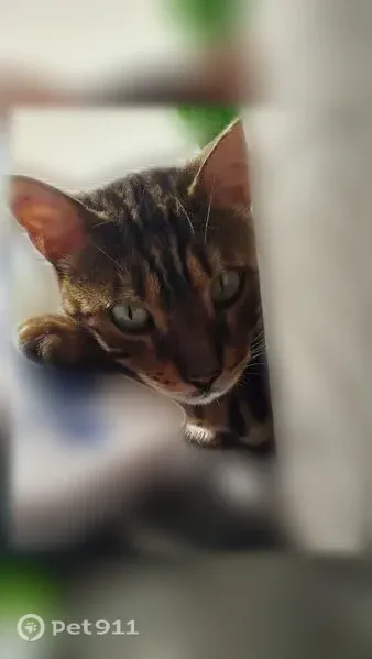 Пропала кошка, Деревня Хвойное — бенгальский кот Беня, 7 лет, порвано правое ухо - photo