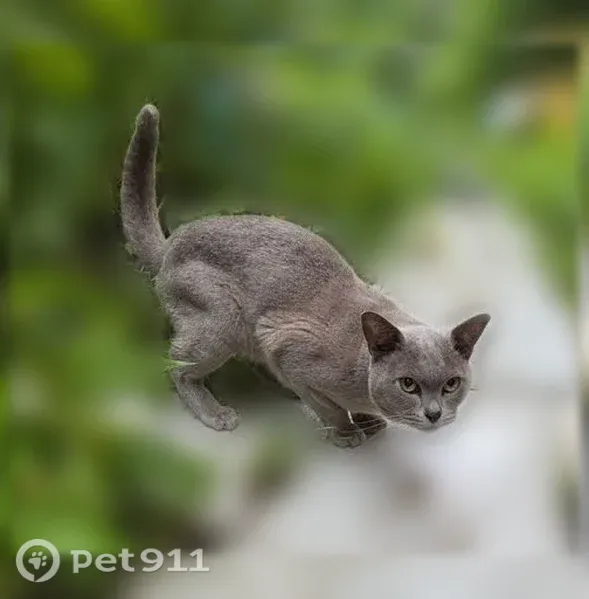 Найдена кошка, Район Ленинский (г Нижний Новгород), Нижний Новгород — молодая, плачет - photo