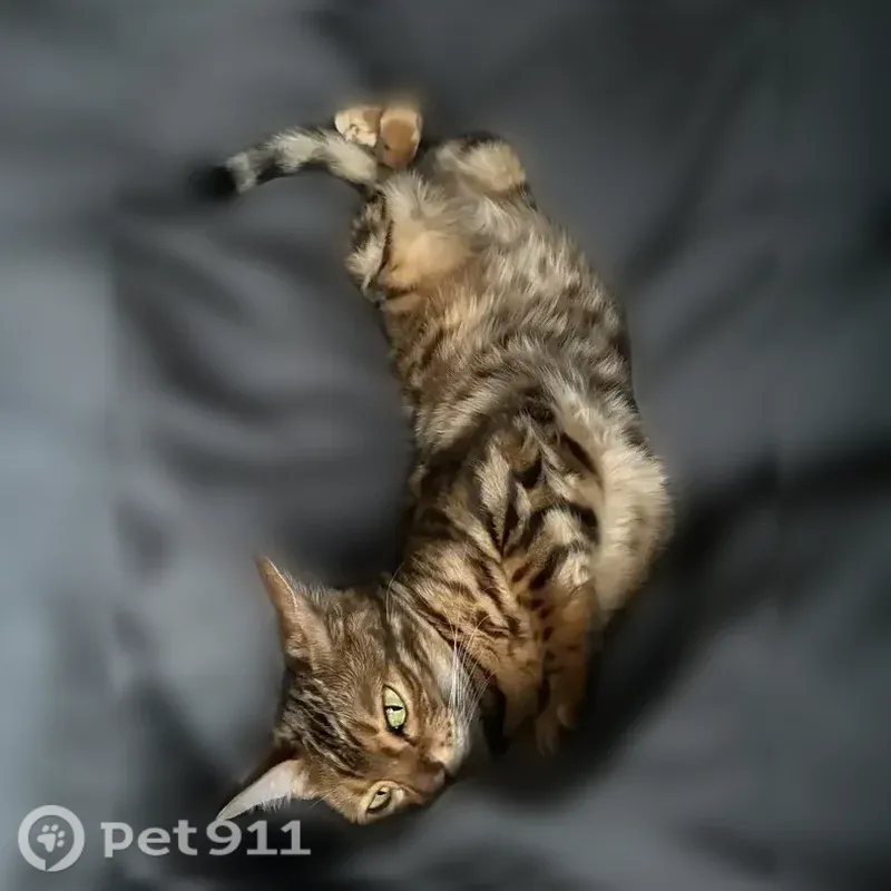 Пропала кошка, Тверь, Королева, д. 8 — бенгальская кошка - photo