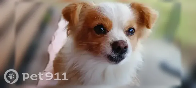 Пропала собака, Село Шидловка, Центральная, д. 1 — маленького роста, 10 лет - photo