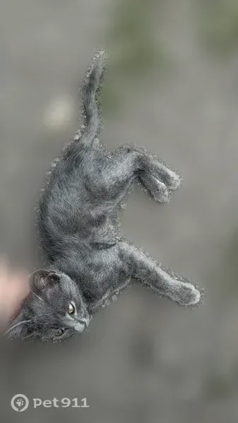 Кошка ищет дом, Село Плановское — ласковая котёнок, очень худая - photo